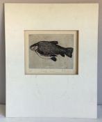A Limited Edition book plate print entitled 'Female Tench'.