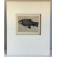 A Limited Edition book plate print entitled 'Female Tench'. - Image 1 of 2