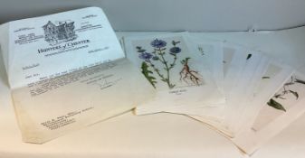 HUNTERS OF CHESTER: A selection of coloured catalogue plates depicting herbs and flowers.