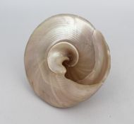 Set of 3 Vintage Mother of Pearl Conch Shells