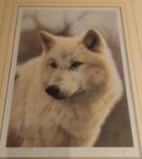 Renowned Steven Townsend Study of A White Wolf. Signed With Certificate of Authenticity.