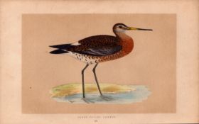 Black Tailed Godwit Rev Morris Antique History of British Birds Engraving.