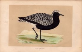 Grey Plover Rev Morris Antique History of British Birds Engraving.
