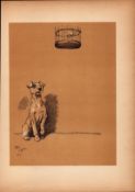 Cecil Aldin Antique Lovable Scamp of a Terrier illustration A Dog Day -10.