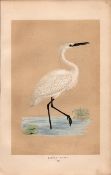 Little Egret Rev Morris Antique History of British Birds Engraving.