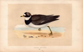Ringed Dotterel Rev Morris Antique History of British Birds Engraving.