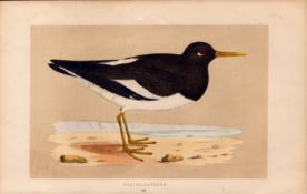Oyster Catcher Rev Morris Antique History of British Birds Engraving.