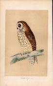 Short Eared Owl Rev Morris Antique History of British Birds Engraving.