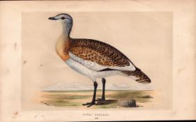 Great Bustard Rev Morris Antique History of British Birds Engraving.