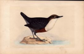 Dipper Rev Morris Antique History of British Birds Engraving.