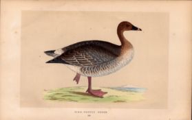 Pink Footed Goose Rev Morris Antique History of British Birds Engraving.