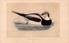 Long-Tailed Duck Rev Morris Antique History of British Birds Engraving.