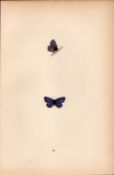 Small Tailed Blue Hand Coloured Antique Butterfly Plate Rev Morris-168.