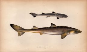 Picked Dog Shark 1869 Antique Johnathan Couch Coloured Engraving.