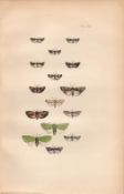 Rev Morris British Moths 1896 Antique Hand-Coloured Lithograph -12.