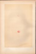 Firecrest Antique Coloured Engraving Rev Morris Nests & Eggs-109.