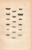 Rev Morris British Moths 1896 Antique Hand-Coloured Lithograph -13.