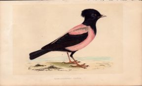 Rose Coloured Pastor Rev Morris Antique History of British Birds Engraving.