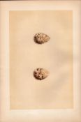 Ringed Dotterel Antique Engraving Rev Morris Nests & Eggs-153.