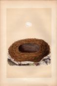 Blackstart Antique Coloured Engraving Rev Morris Nests & Eggs-65.