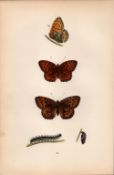 Dark Green Fritillary Hand Coloured Antique Butterfly Plate Rev Morris-137.