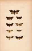 Rev Morris British Moths 1896 Antique Hand-Coloured Lithograph -15.