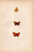 Scarce Copper Hand Coloured Antique Butterfly Plate Rev Morris-154.