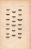 Rev Morris British Moths 1896 Antique Hand-Coloured Lithograph -33.