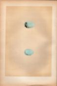 White’s Thrush Antique Coloured Engraving Rev Morris Nests & Eggs-45.
