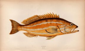 Comber 1869 Antique Johnathan Couch Coloured Engraving.