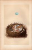 Redstart Antique Coloured Engraving Rev Morris Nests & Eggs-63.