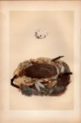 Golden Oriole Antique Coloured Engraving Rev Morris Nests & Eggs-51.