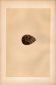 Dotterel Antique Coloured Engraving Rev Morris Nests & Eggs-151.