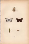 Chalk Hill Blue Hand Coloured Antique Butterfly Plate Rev Morris-180.