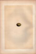 Thrush Nightingale Antique Engraving Rev Morris Nests & Eggs-81.
