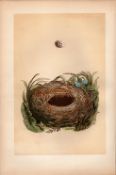 Wood Warbler Antique Coloured Engraving Rev Morris Nests & Eggs-92.