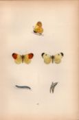 Orange Tip Hand Coloured Antique Butterfly Plate Rev Morris-38.