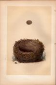 Sedge Warbler Antique Coloured Engraving Rev Morris Nests & Eggs-75.
