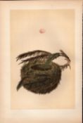 Goldcrest Antique Coloured Engraving Rev Morris Nests & Eggs-107.