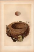 Blackbird Antique Coloured Engraving Rev Morris Nests & Eggs-47.