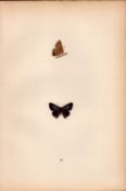 Brighton Argus Hand Coloured Antique Butterfly Plate Rev Morris-158.