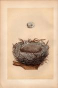Hawfinch 1875 Antique Engraving Rev Morris Nests & Eggs -11.
