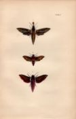 Rev Morris British Moths 1896 Antique Hand-Coloured Lithograph -3.