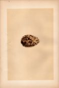 Golden Plover Antique Coloured Engraving Rev Morris Nests & Eggs-149.