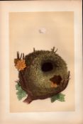 Wren Antique Coloured Engraving Rev Morris Nests & Eggs-105.