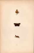 Spotted Skipper Hand Coloured Antique Butterfly Plate Rev Morris-199.