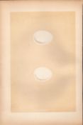 Wood Pigeon Antique Coloured Engraving Rev Morris Nests & Eggs-111.