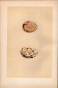 Great Plover Antique Engraving Rev Morris Nests & Eggs-147.