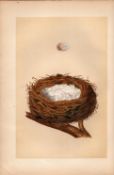Linnet 1875 Antique Coloured Engraving Rev Morris Nests & Eggs-17.