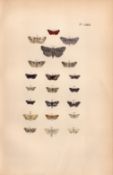 Rev Morris British Moths 1896 Antique Hand-Coloured Lithograph -11